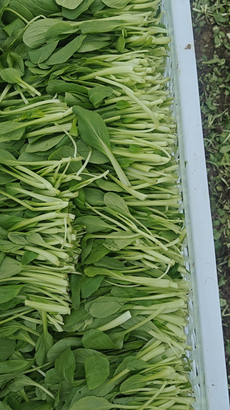 精品细长杆鸡毛菜
