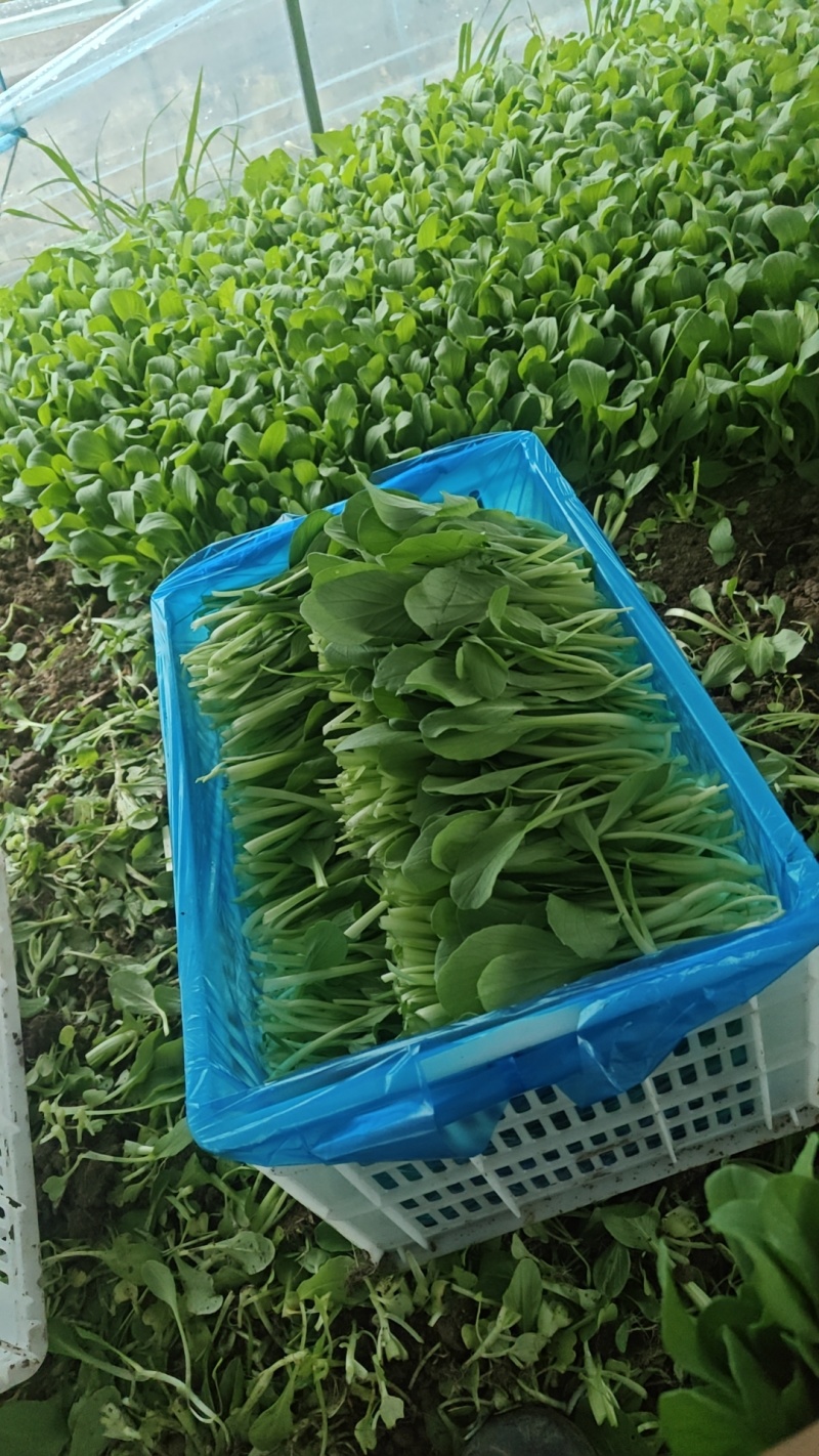 精品细长杆鸡毛菜