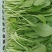 精品细长杆鸡毛菜