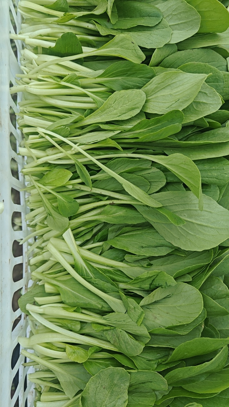 精品细长杆鸡毛菜