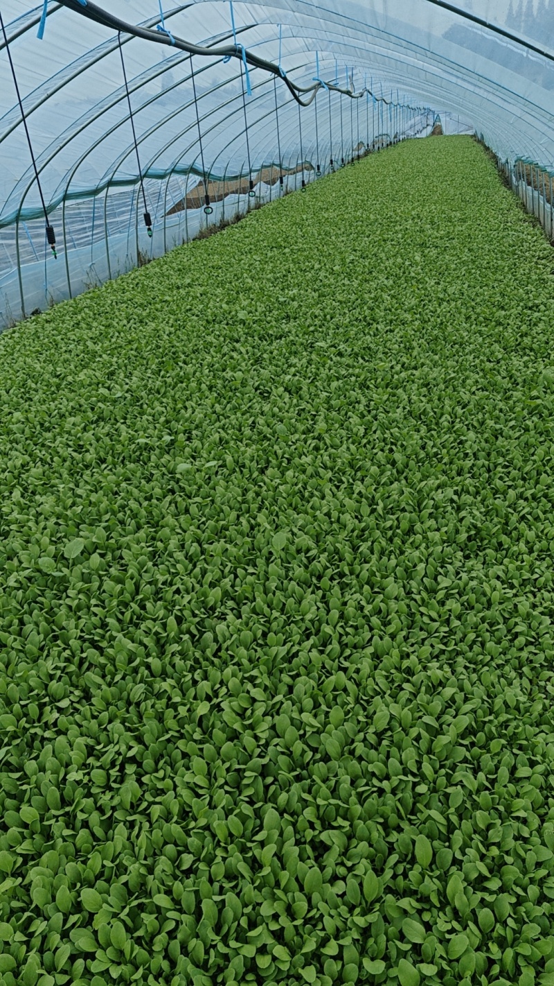 精品细长杆鸡毛菜