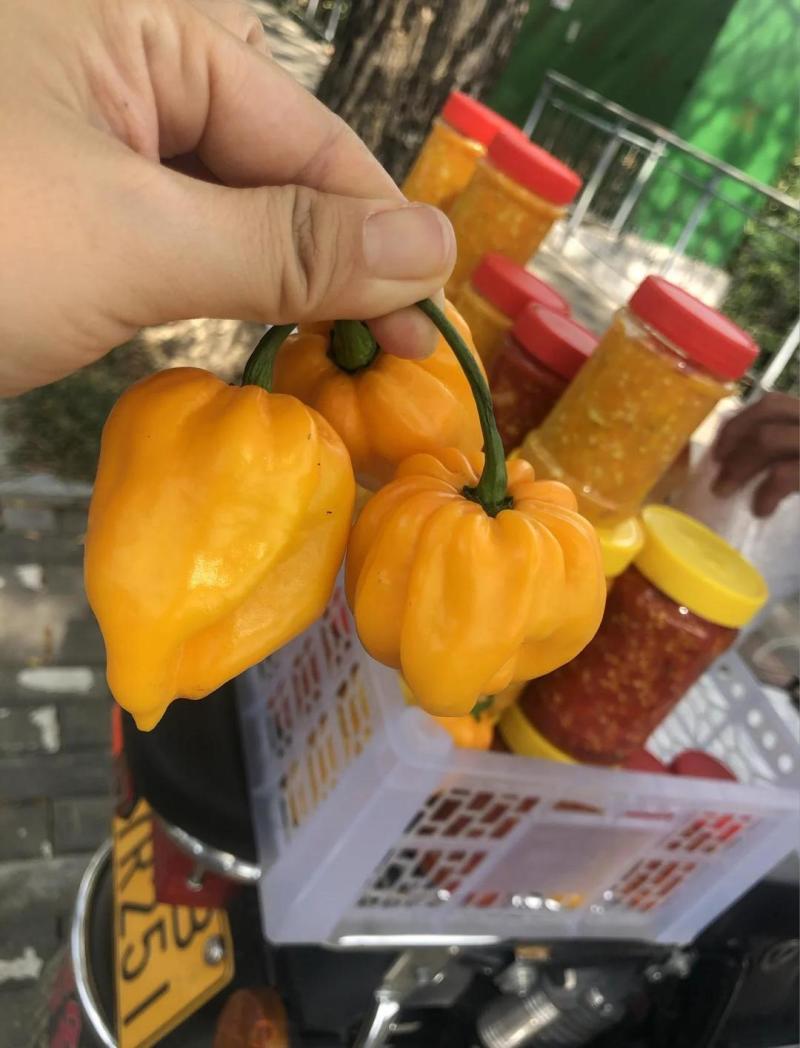 纯手工海南黄灯笼辣椒酱