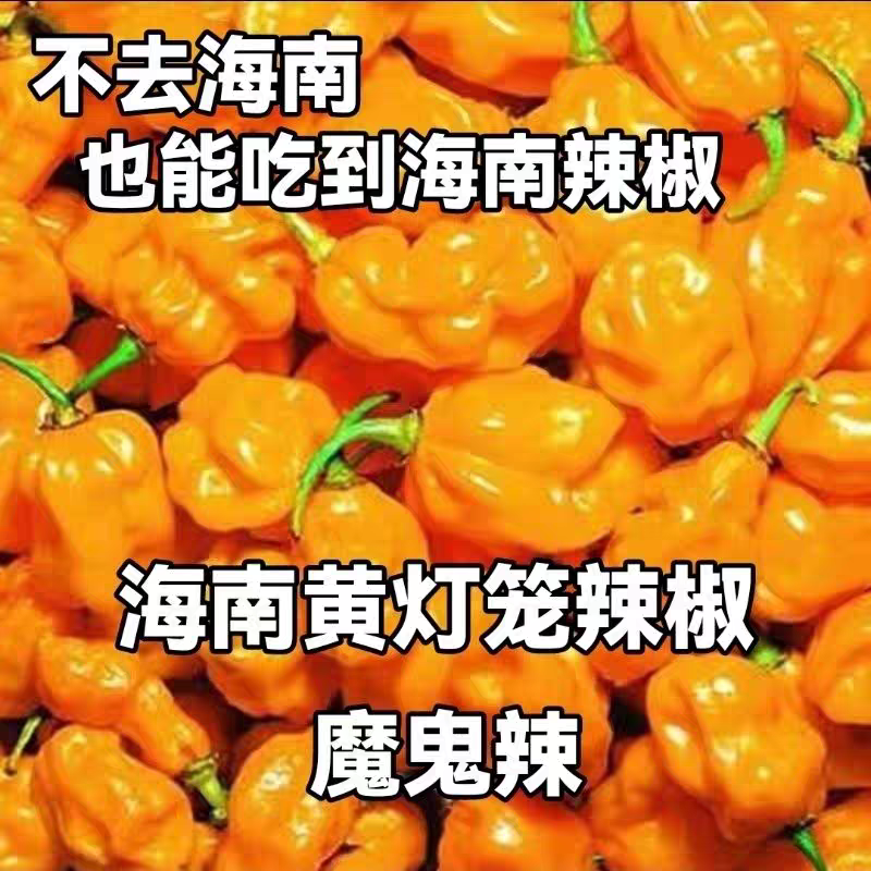 纯手工海南黄灯笼辣椒酱