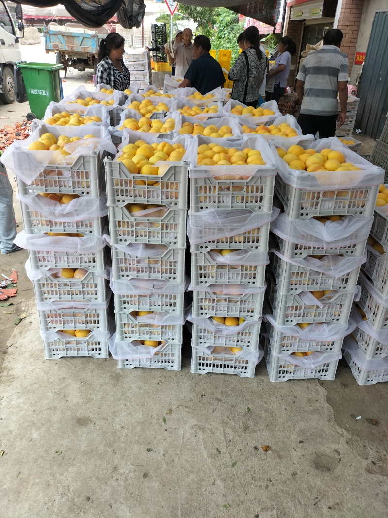 突围春雪早生毛桃，大量现货上市