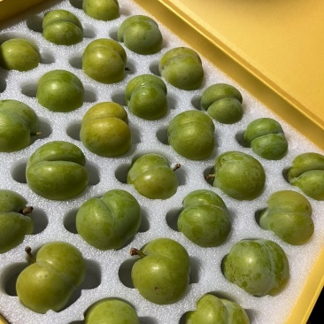 贵州安顺六马正宗蜂糖李