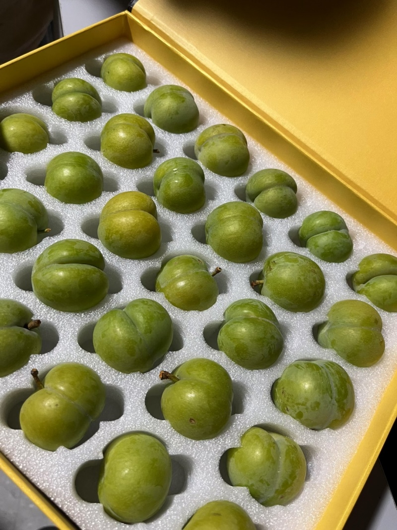 贵州安顺六马正宗蜂糖李