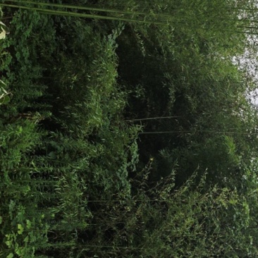 毛竹