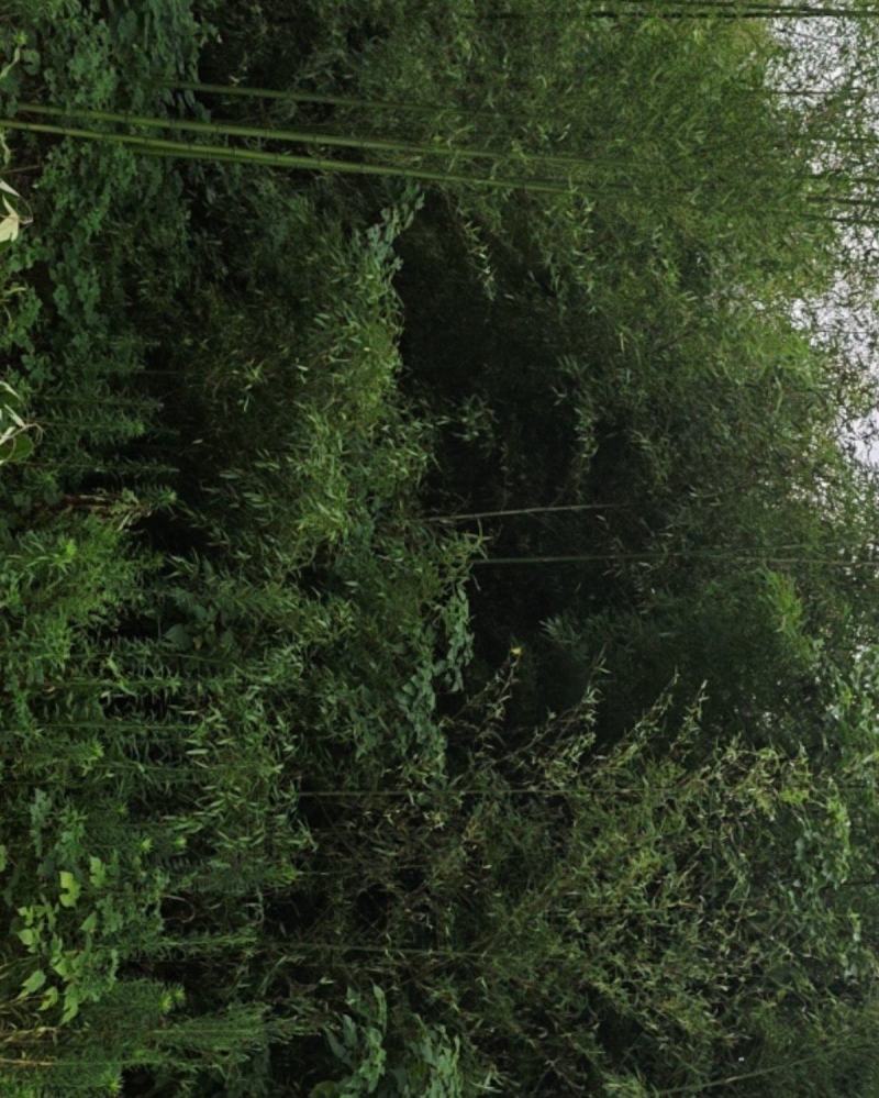 毛竹