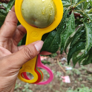 贵州六马蜂糖李