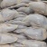 2.7-3量全净膛鹌鹑不扒皮一箱100只