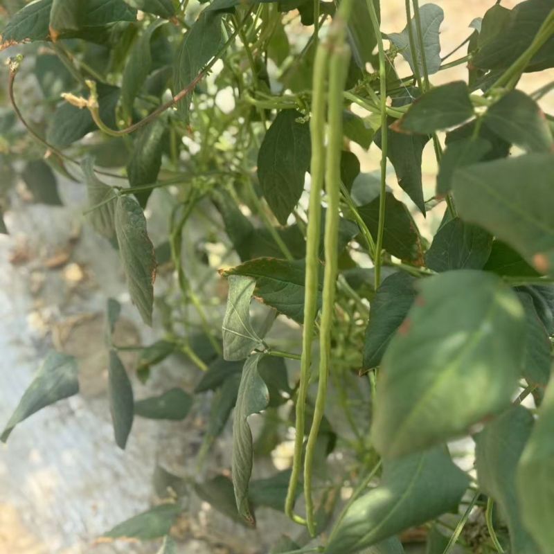 缸豆