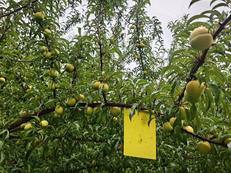 蜂糖李水果，出售