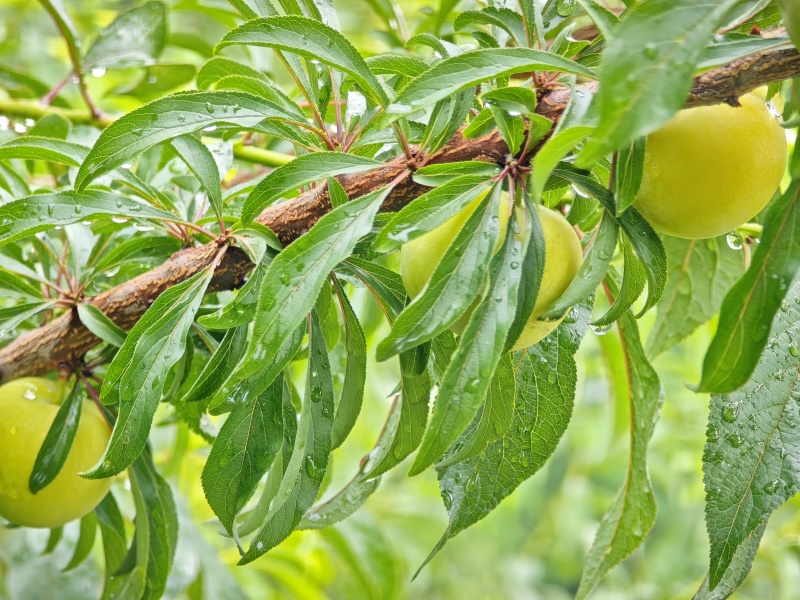 蜂糖李水果，出售