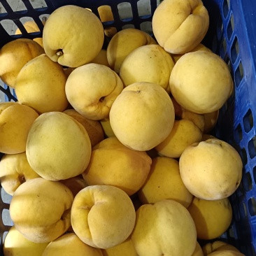 中熟黄桃