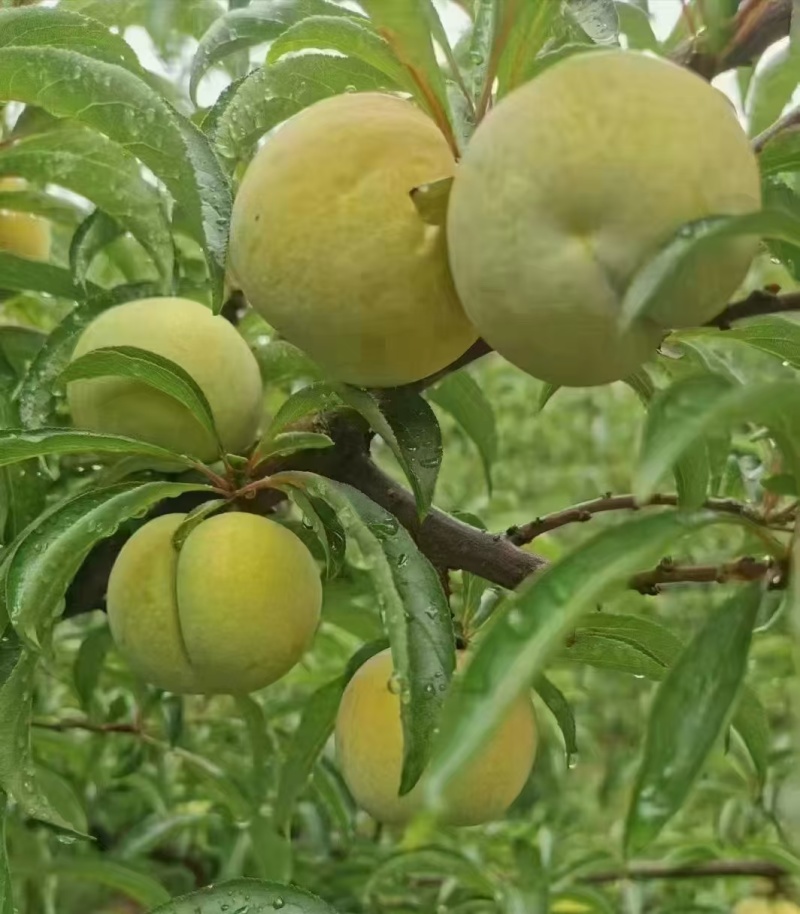 镇宁六马蜂糖李