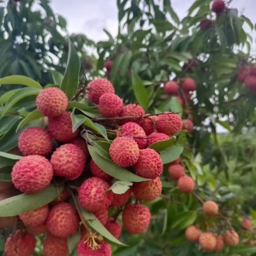 高州桂味荔枝