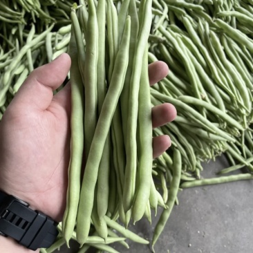 四季豆#小金豆大量上市、产地直供，诚信经营，诚信代办