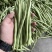 四季豆#小金豆大量上市、产地直供，诚信经营，诚信代办