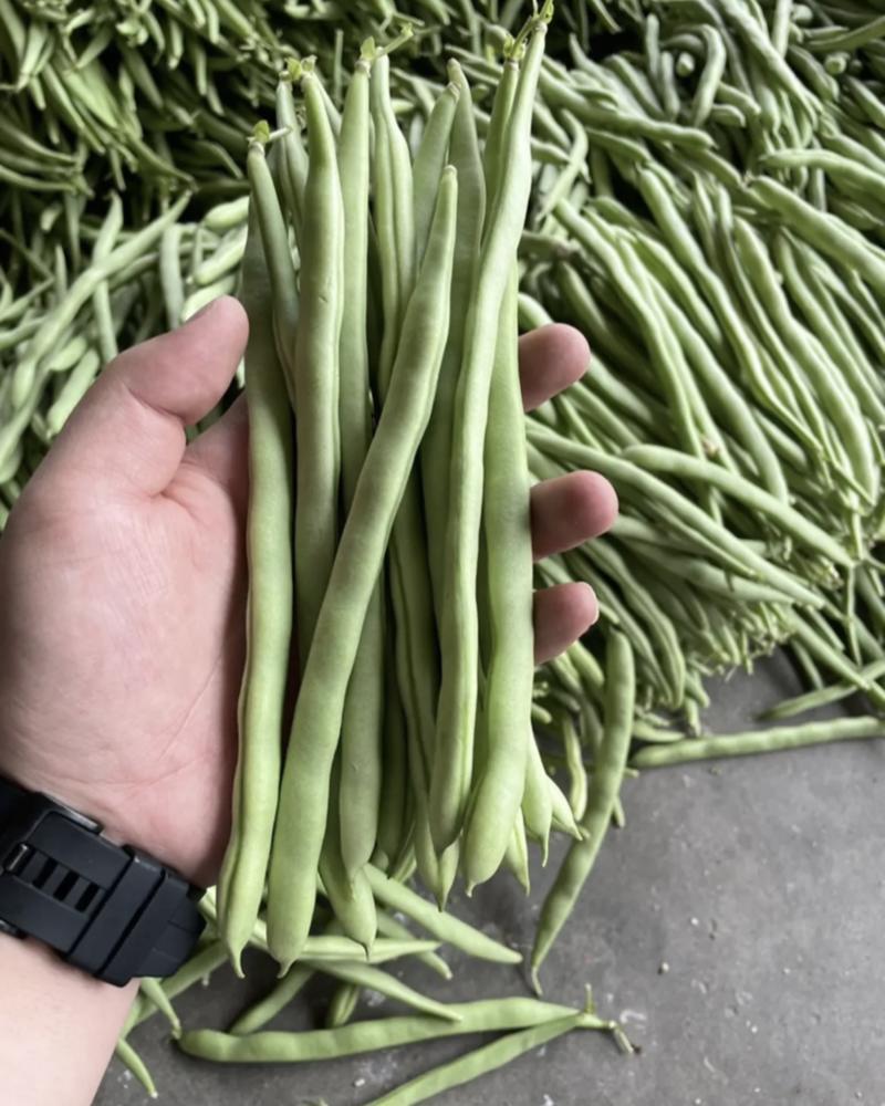 四季豆#小金豆大量上市、产地直供，诚信经营，诚信代办