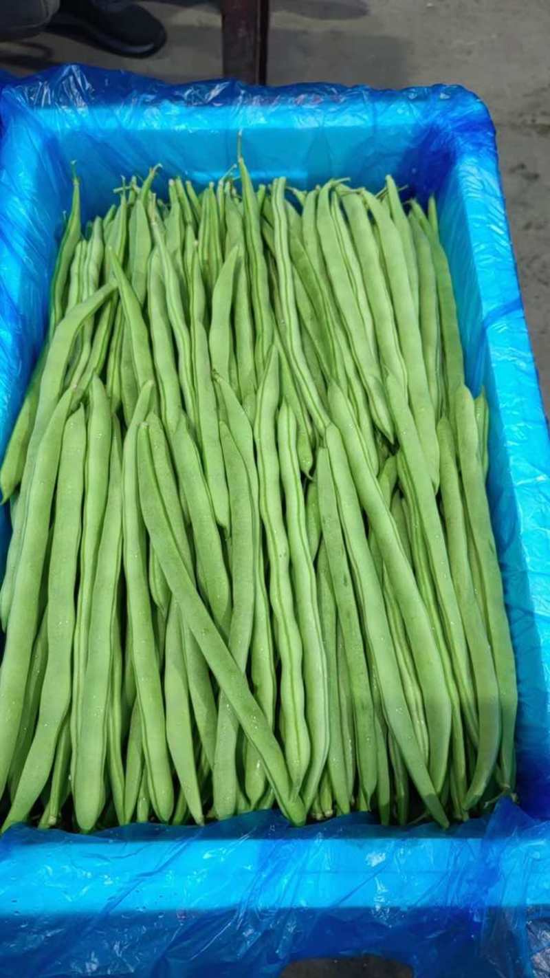 四季豆#小金豆大量上市、产地直供，诚信经营，诚信代办