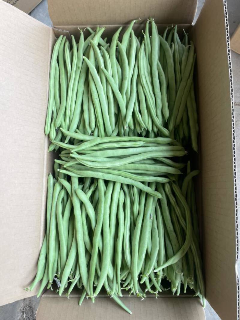 四季豆#小金豆大量上市、产地直供，诚信经营，诚信代办