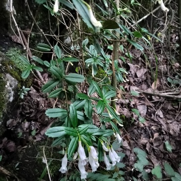 岩豇豆