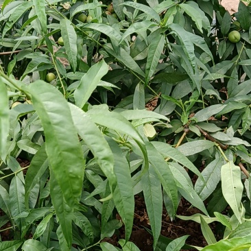 珍珠枣油桃
