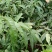 珍珠枣油桃