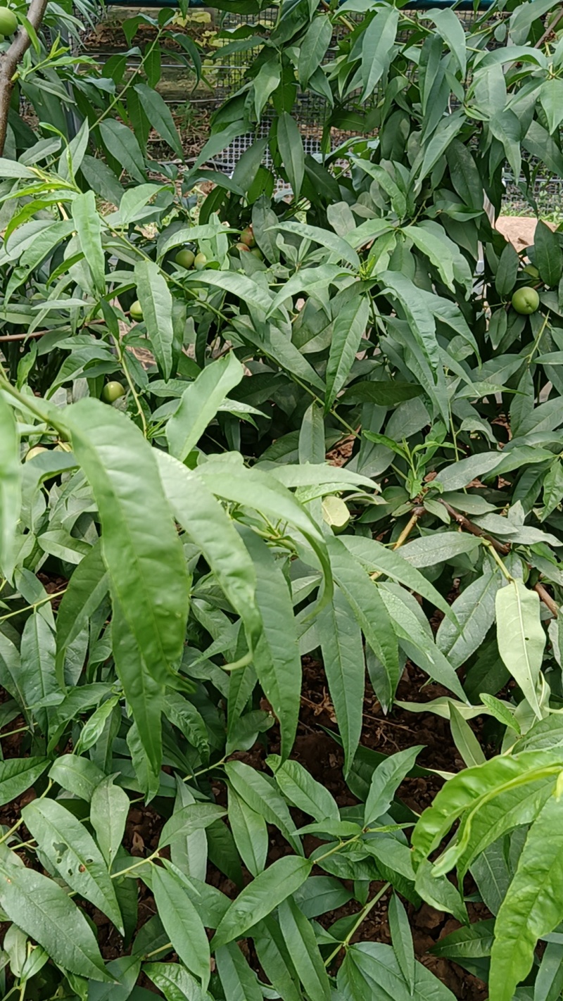 珍珠枣油桃