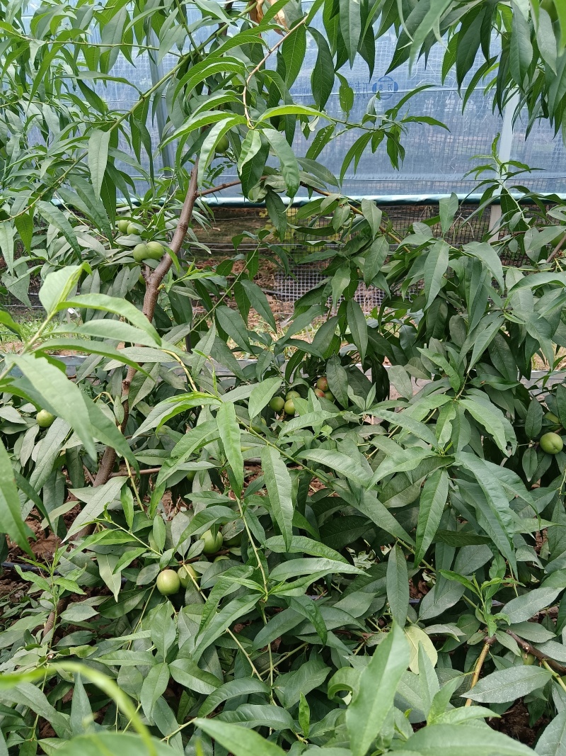 珍珠枣油桃