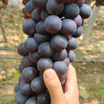阳光玫瑰，夏黑