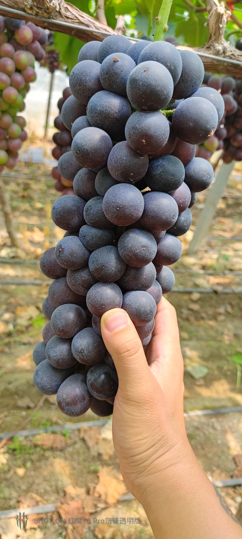 阳光玫瑰，夏黑