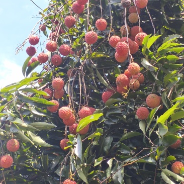 增城桂味荔枝