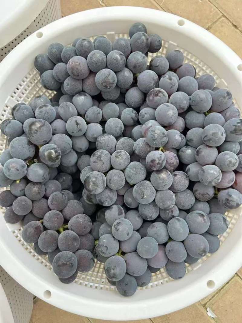 福安巨峰葡萄精品果代办代发