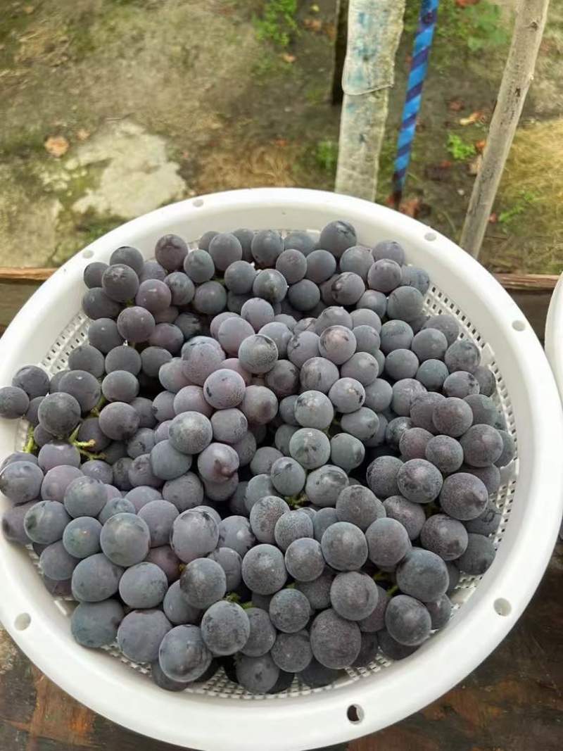 福安巨峰葡萄精品果代办代发