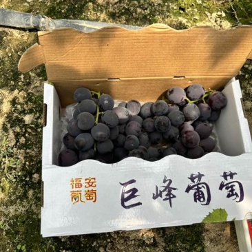 福安巨峰葡萄礼盒装3斤5斤各种规格采购加工一条龙服务
