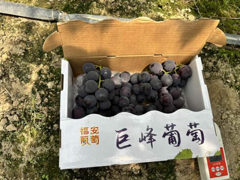 福安巨峰葡萄礼盒装3斤5斤各种规格采购加工一条龙服务