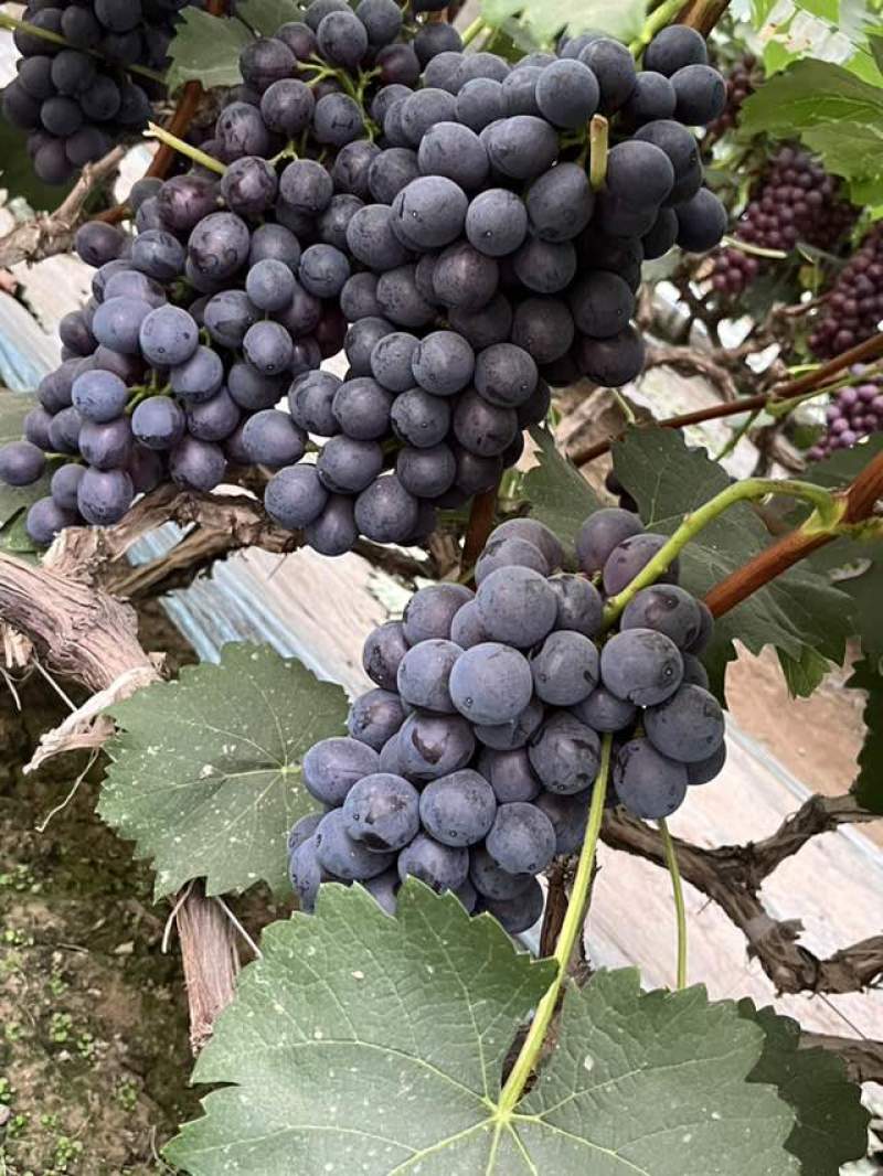 夏黑葡萄产地大串不是代办，直接联系电话