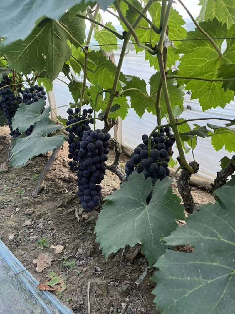 夏黑葡萄产地大串不是代办，直接联系电话