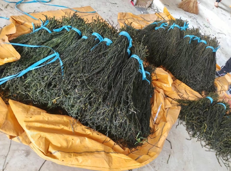 🌾【源头直供！优质干豆角厂家直发】🌾