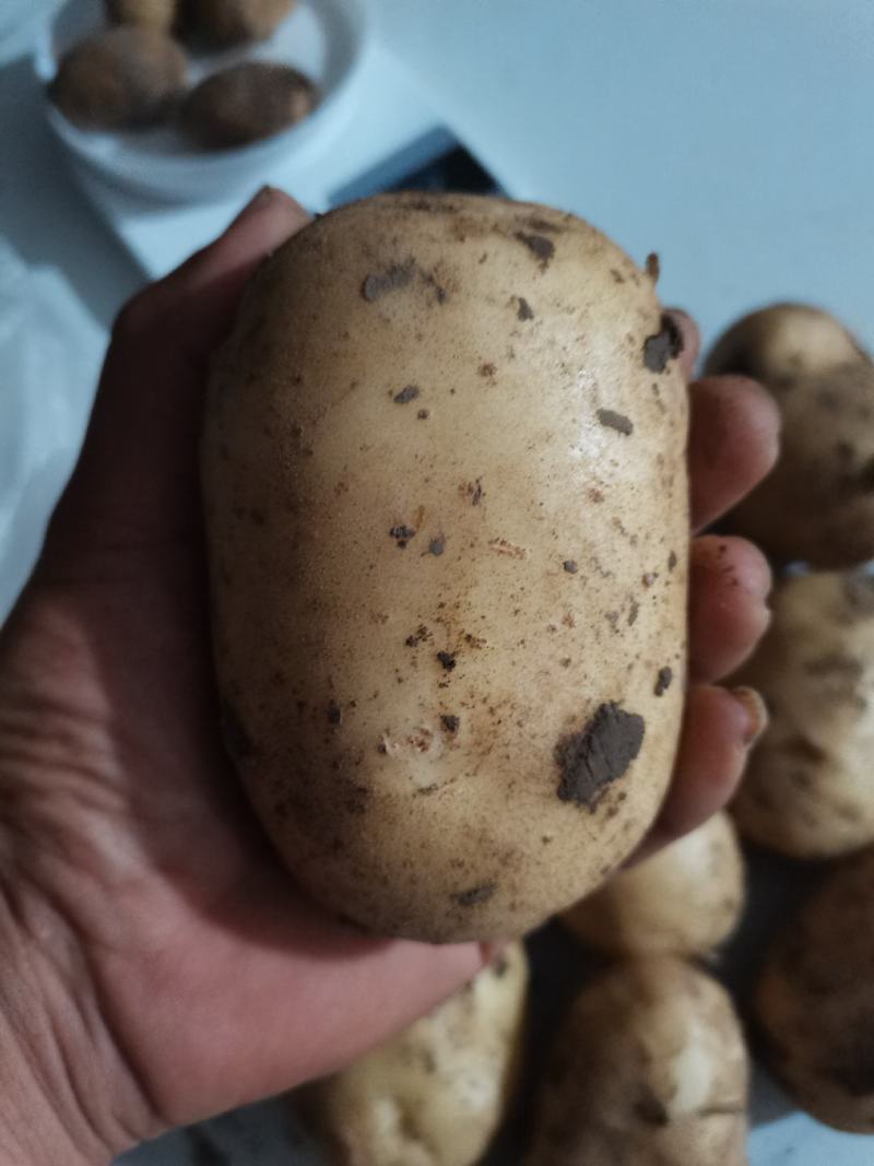 自家种植量大优惠