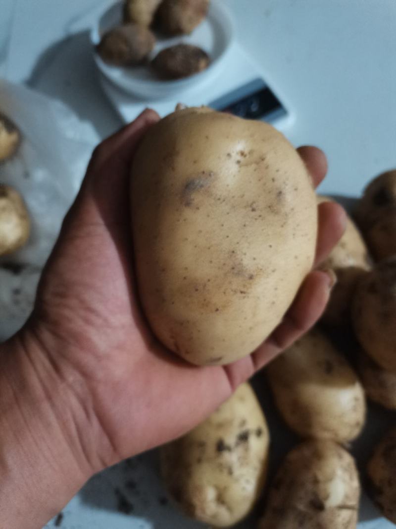 自家种植量大优惠