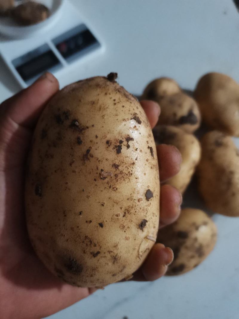 自家种植量大优惠