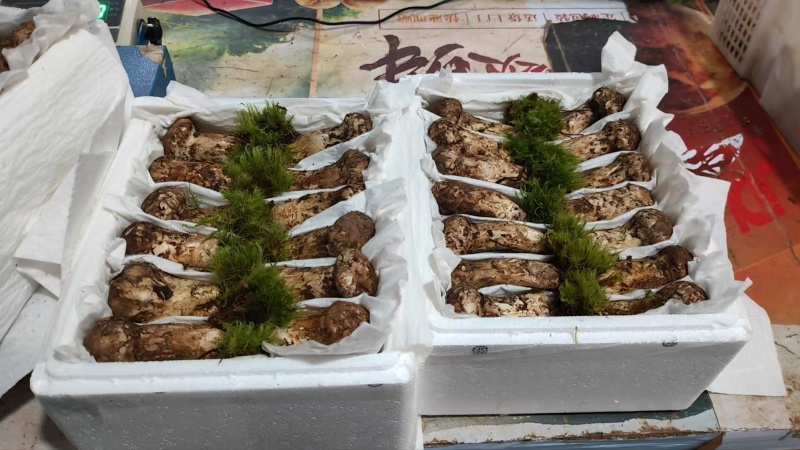 香格里拉松茸