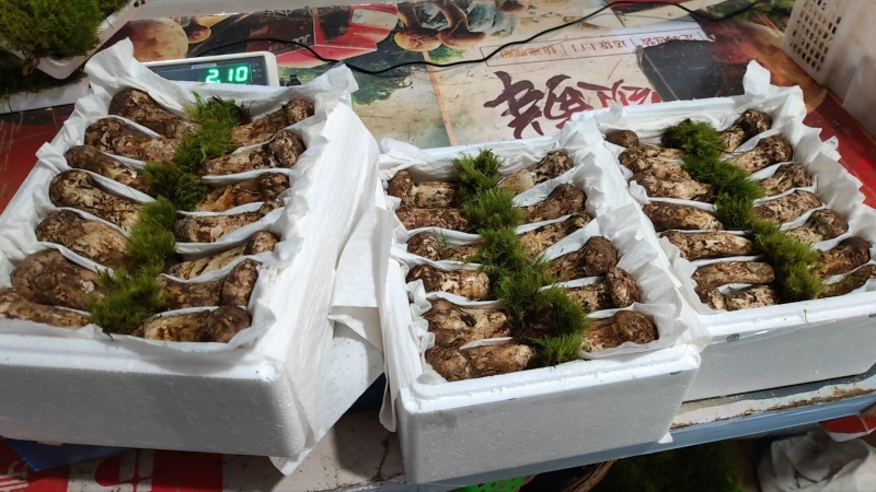 香格里拉松茸