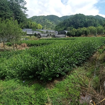 北美冬青袋苗