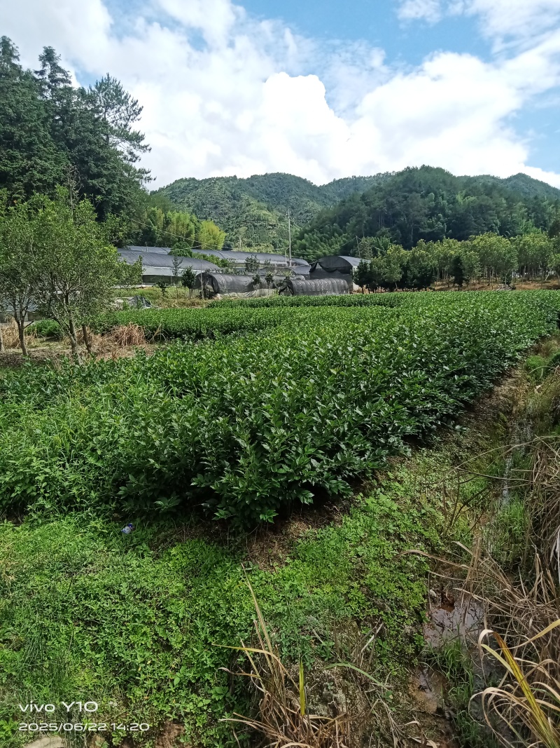 北美冬青袋苗