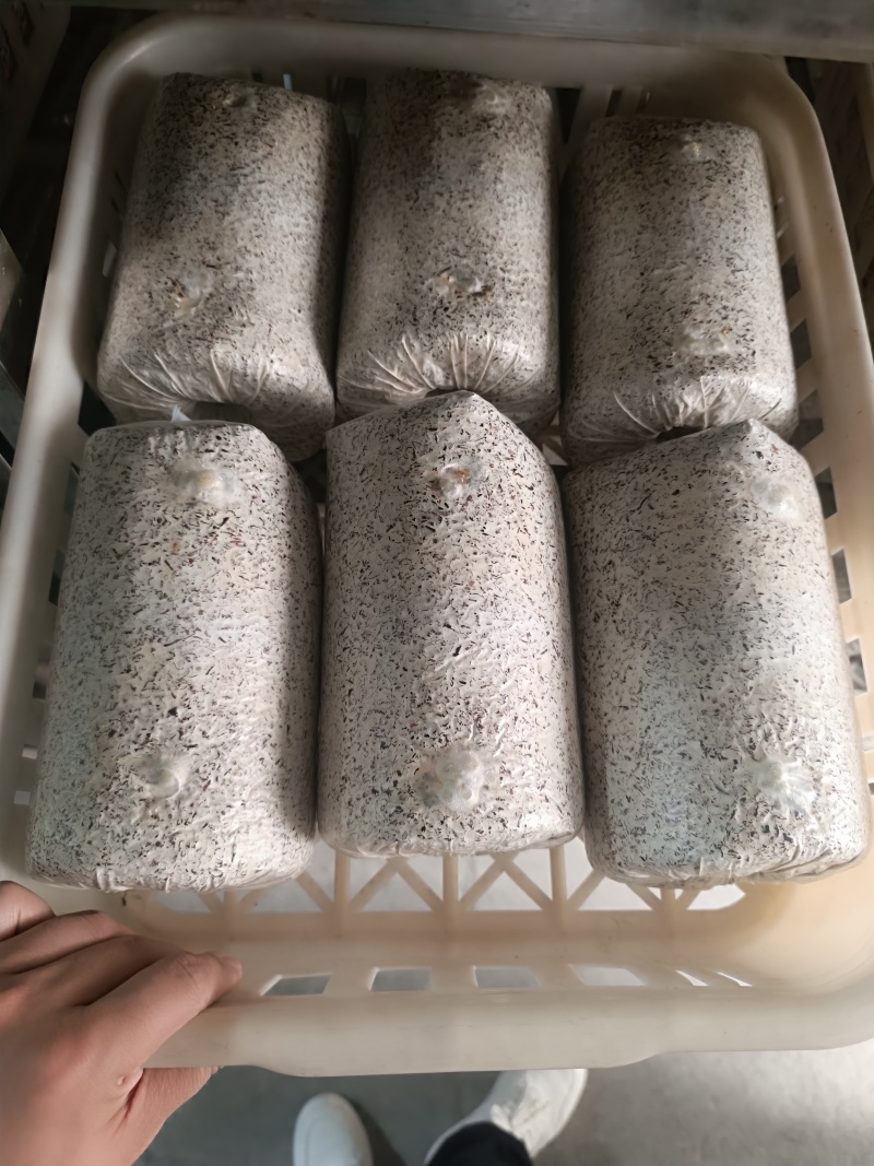 金耳菌种包发芽的。