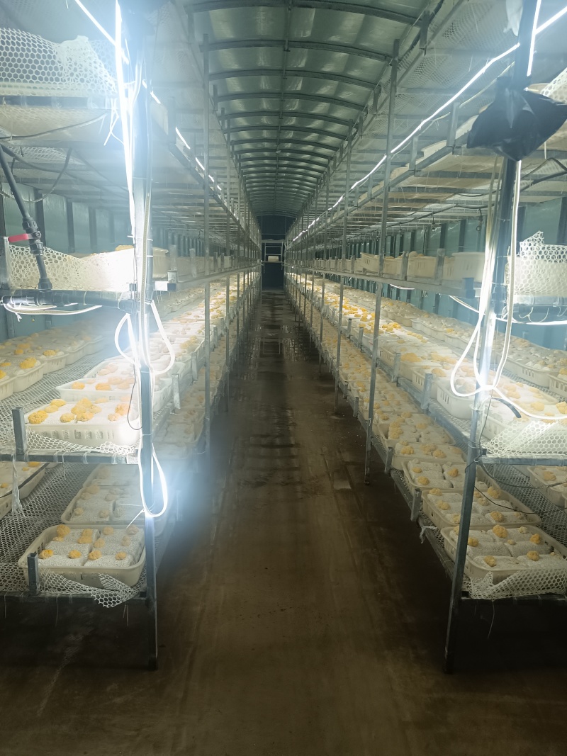 金耳菌种包发芽的。