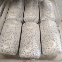 金耳菌种包发芽的。